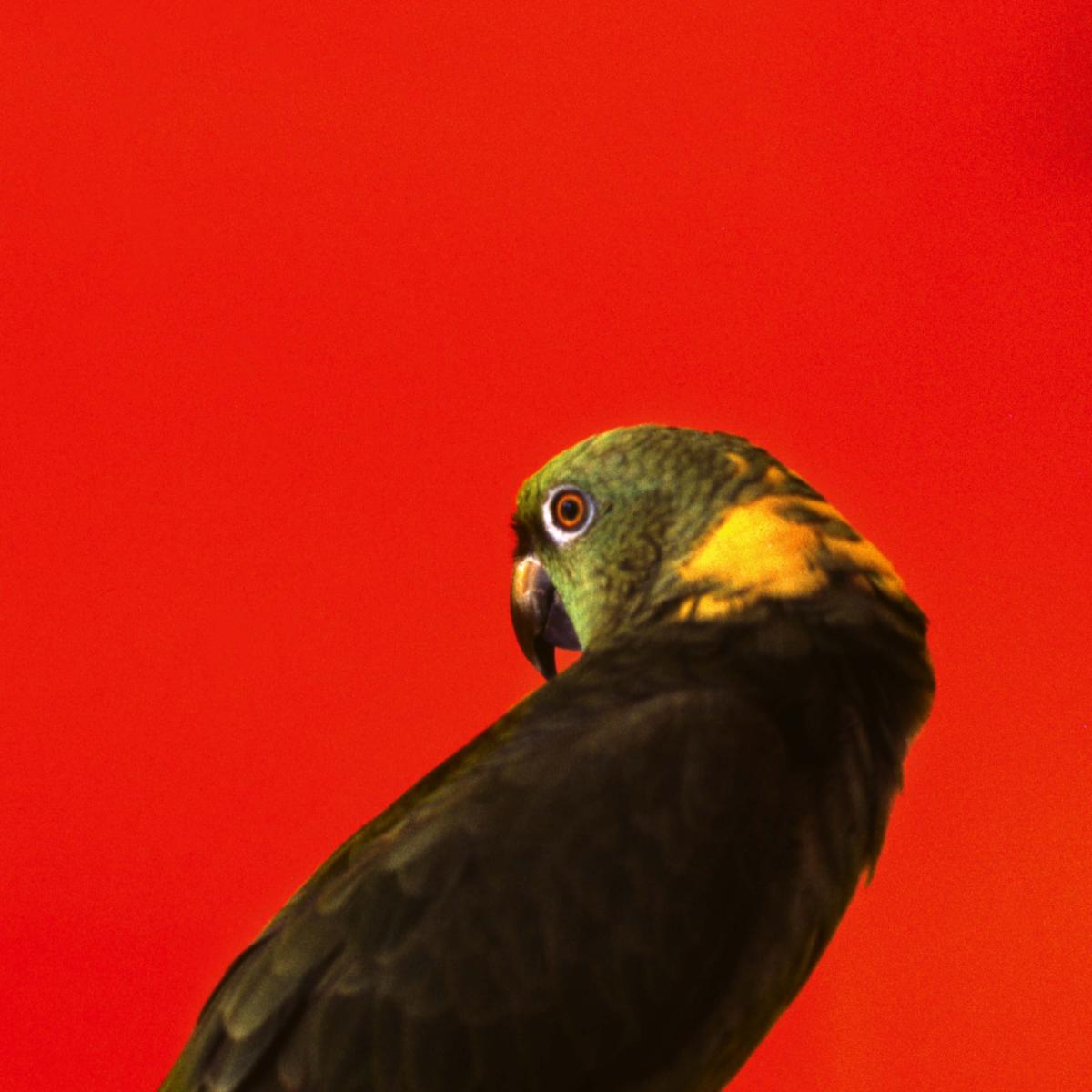 A green parrot in front of a large red background.