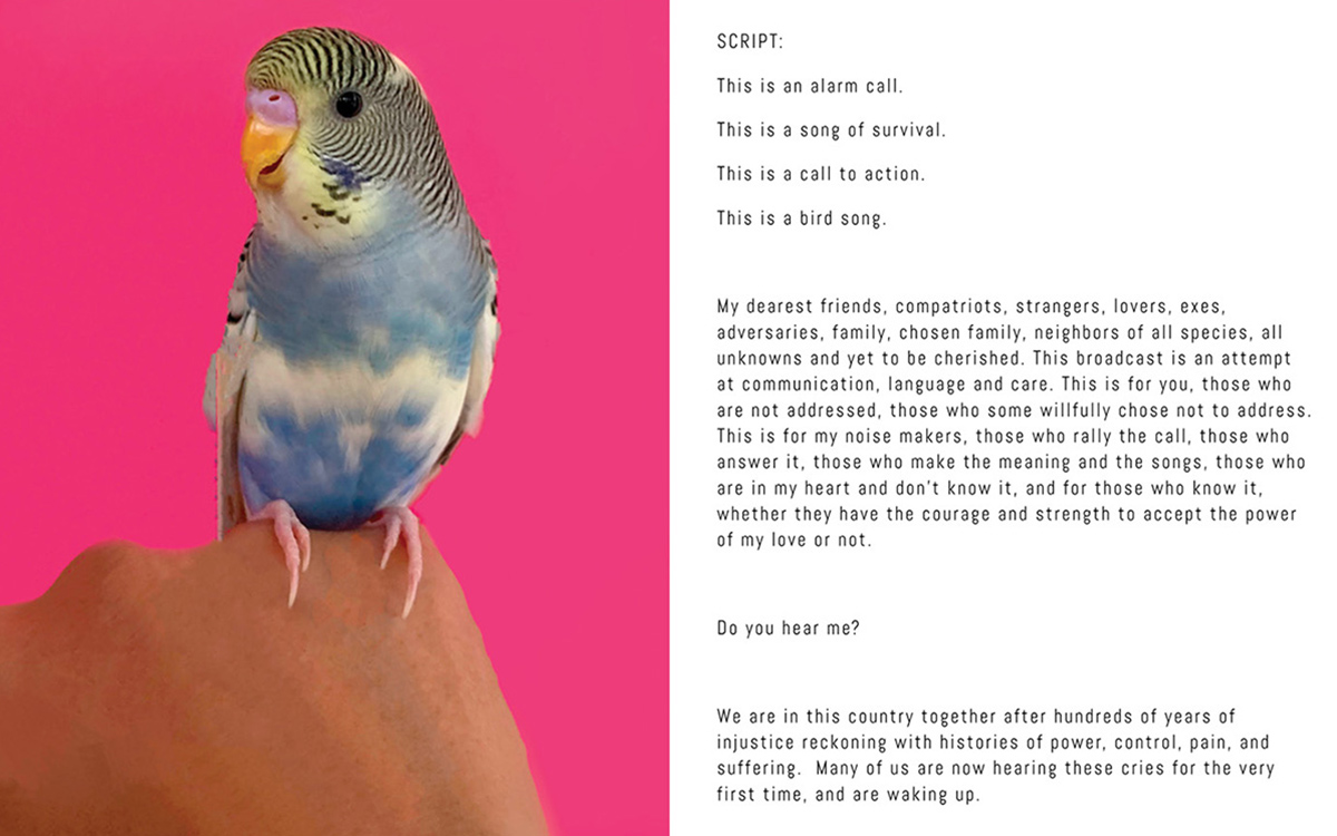 Blue , yellow, and white parakeet perched on the back of a hand.