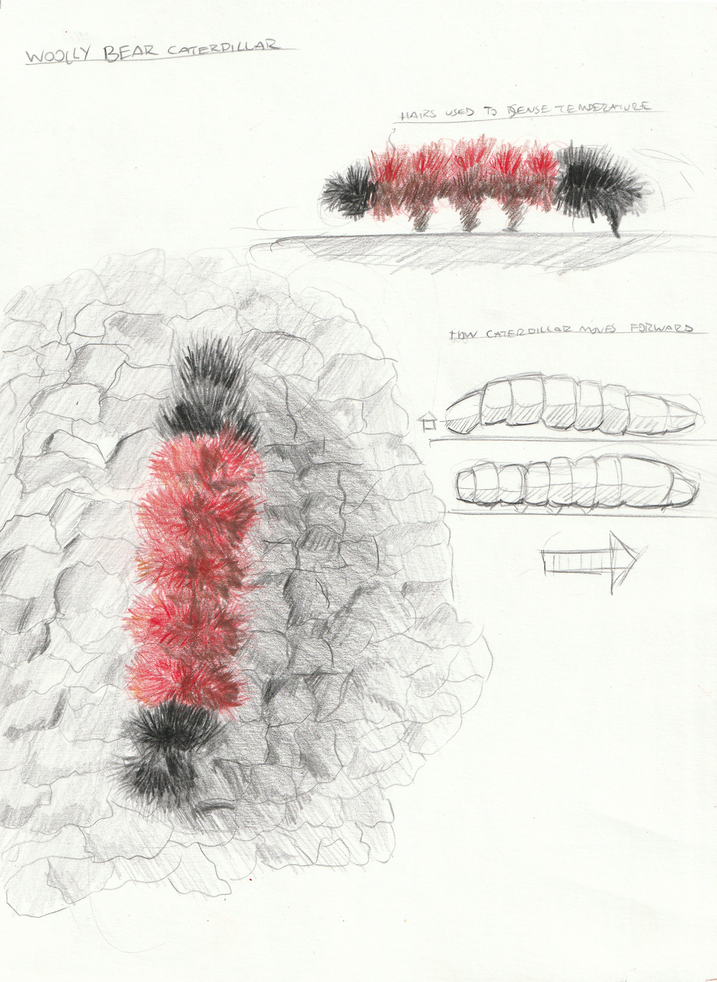 https://aap.cornell.edu/colored%20pencil%20sketch%20of%20woolly%20caterpillar
