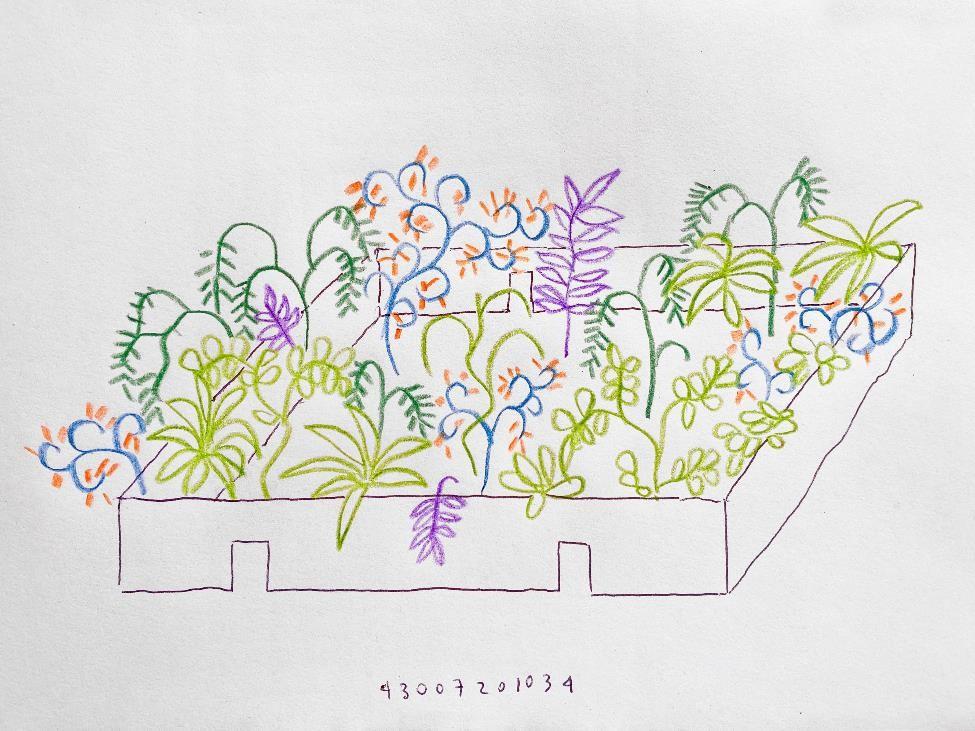 Colored pencil drawing of a raised bed garden