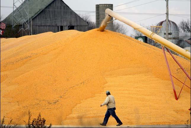 Person walking in front of large pile of dried corn