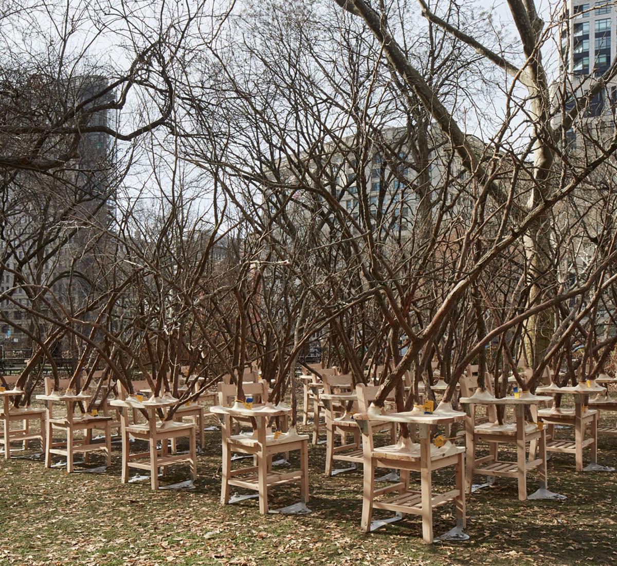 Unpainted wooden school desks with trees protruding from the top.