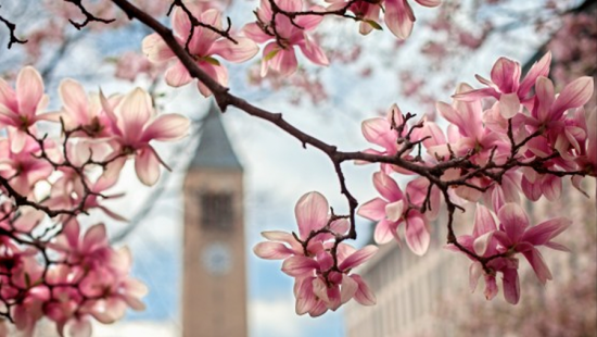 Pink flowers on a tree branch with a clocktower set back in the distance.