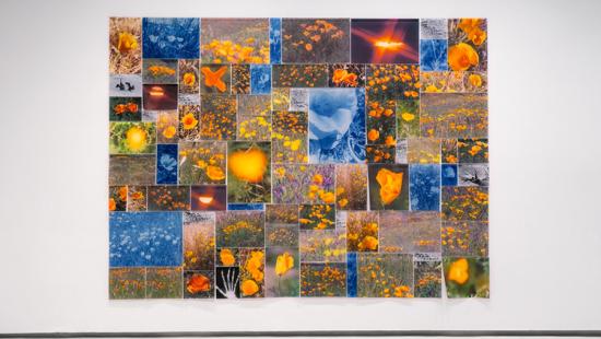 A collage of different orange flowers, mixed with a few yellow and blue flowers.