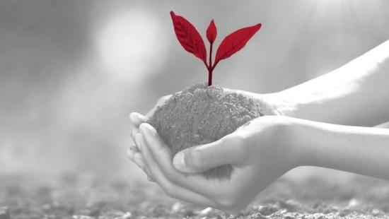 Hands holding dirt with plant, image is grayscale except plant, which is red