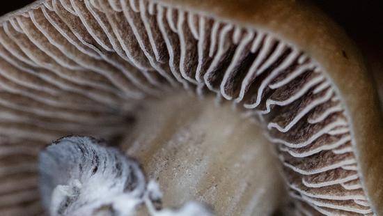 The underside of a mushroom cap.