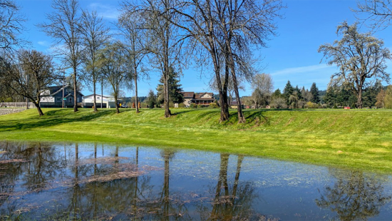 Pond and grass at the edge of a suburban neighborhood .