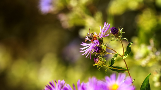 bee gathering pollen from purple flower with golden center with blurred leaves in background