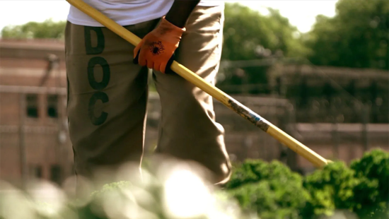 Person wearing green pants and white t-shirt holding a garden tool in a vegetable bed