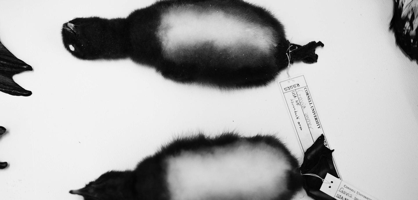 Two bird specimens laid out on a table and tagged with their scientific information.
