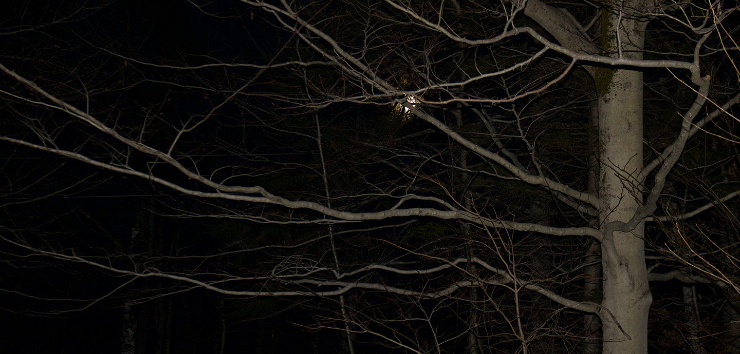 Photo of a bare-limbed tree at night against a black sky. 