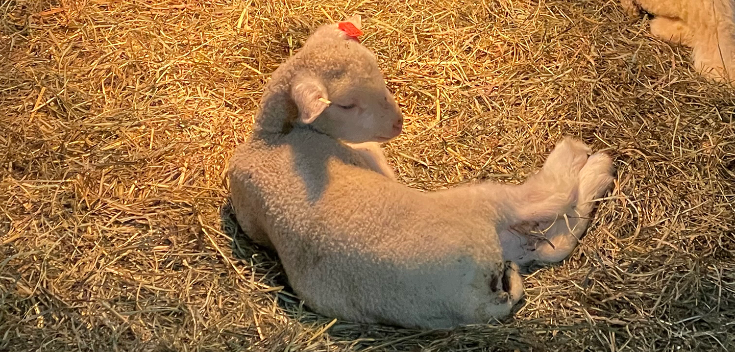Color photo of a white lamb with a pink ear tag under a warm light in a bed of straw. 
