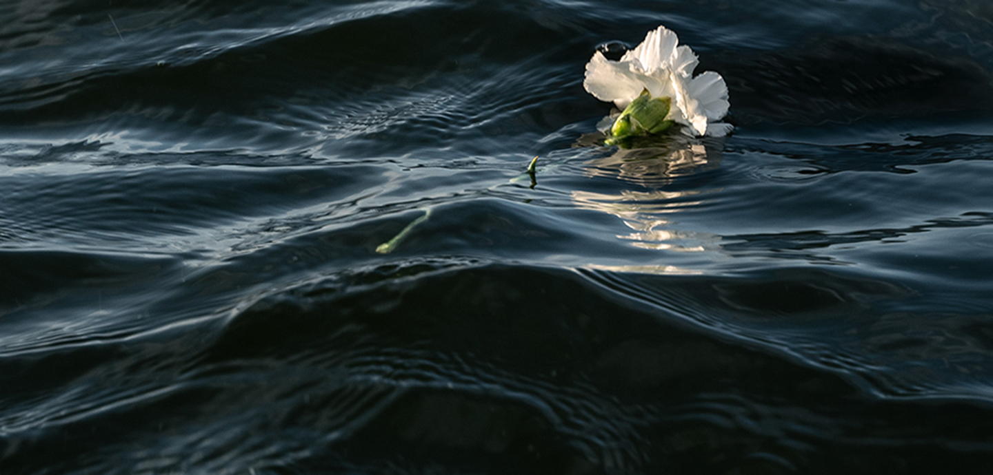 Dark blue water reflects light off the surface where a white carnation floats. 
