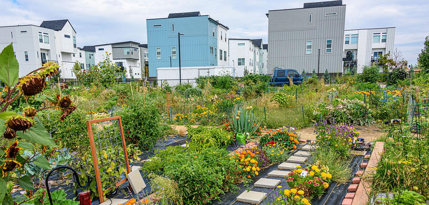 A colorful community garden in the foreground and apartment buildings in the background