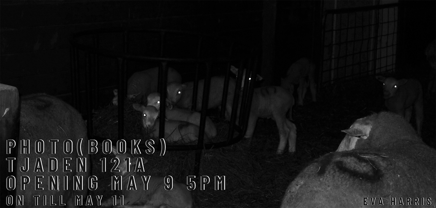 Low contrast photo of a flock of sheep in the nighttime, with eyes reflecting the flash from a camera with black text over it reading PHOTO (BOOKS) TJADEN 121A  OPENING MAY 9 5PM ON TILL MAY 11.with black text over it reading PHOTO (BOOKS) TJADEN 121A  OPENING MAY 9 5PM ON TILL MAY 11.