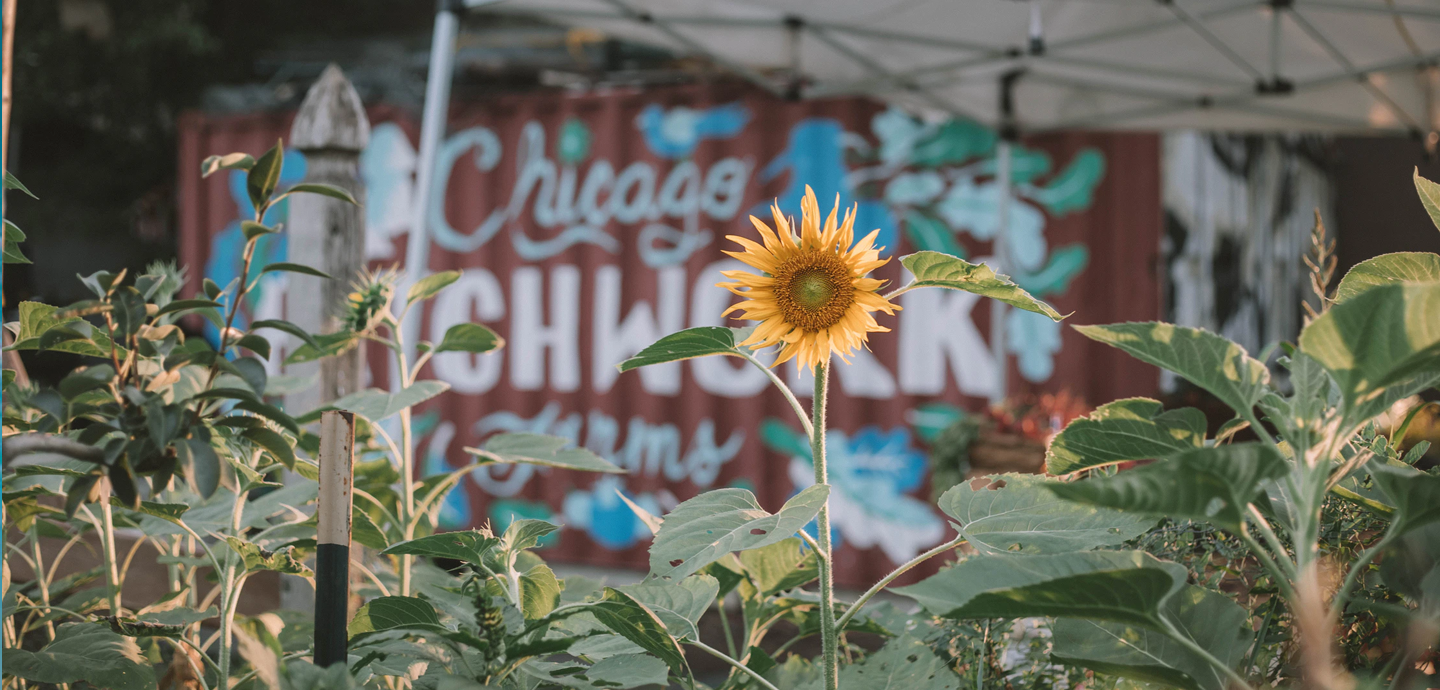photo of sunflower with white tent and shipping container with graffiti