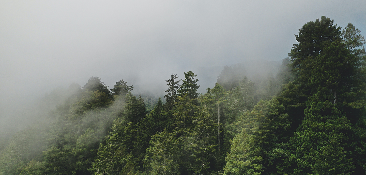 forest with fog 