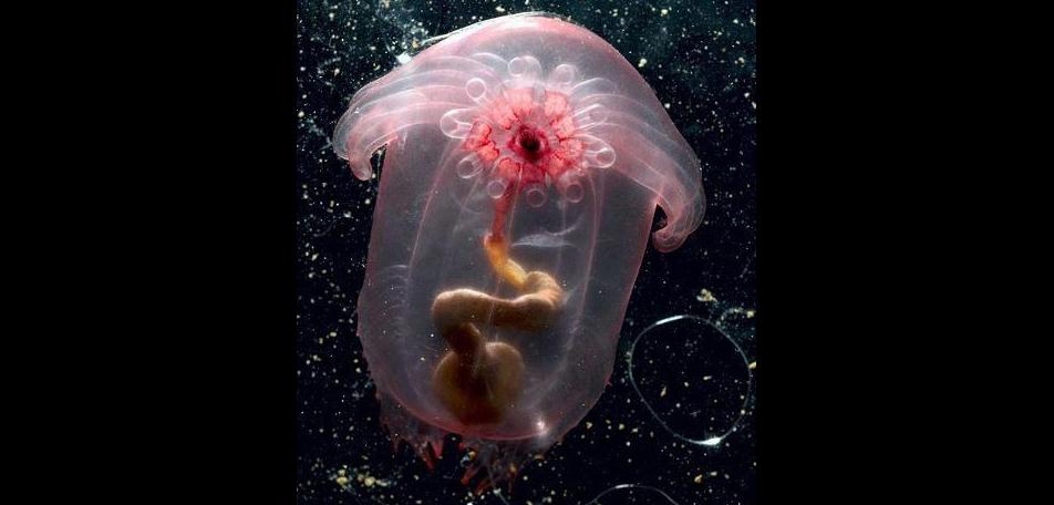 Light pink jellyfish creature with a spiral dark orange middle piece against a dark blue background with small white dots.