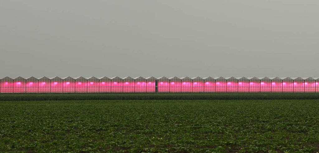 a row of greenhouses in a field lit up with pink light