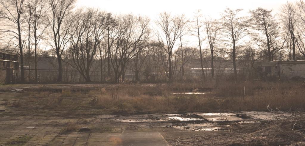 Landscape with trees