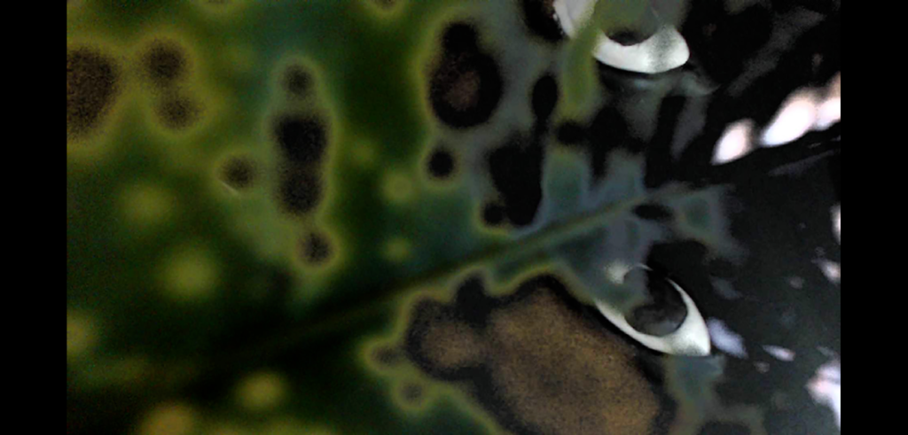 Abstract image of green and brown splotchy patches with a pair of bright white eyes with dark black pupils in the background. 