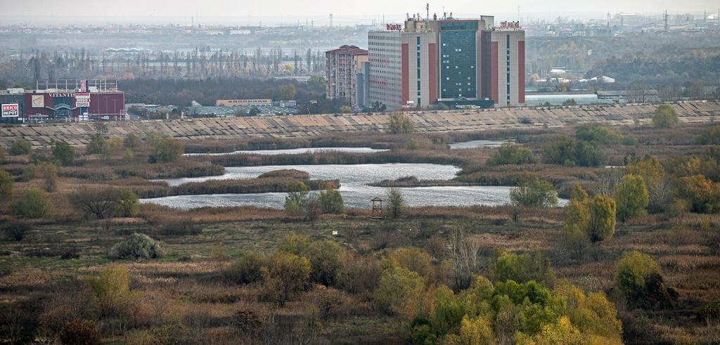 trees and wetland bordered by an urban skyline