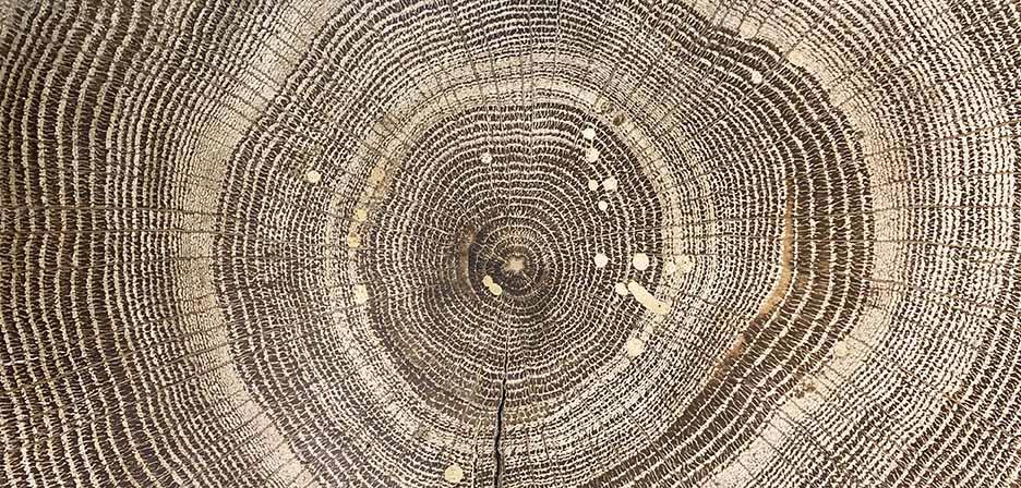 Detail of a tree ring with different shades of brown in a circular pattern.