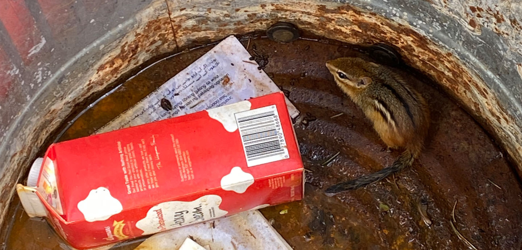 Color photo of a chipmunk in a rust bucket or trash can, with a red quart sized milk container laying next to the chipmunk.