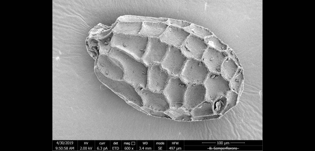 an organism with an oval shape and patterned indents.