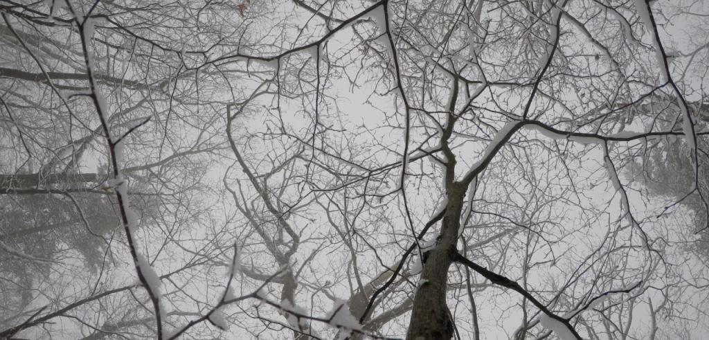 Snow covered tree branches outside while it is snowing.