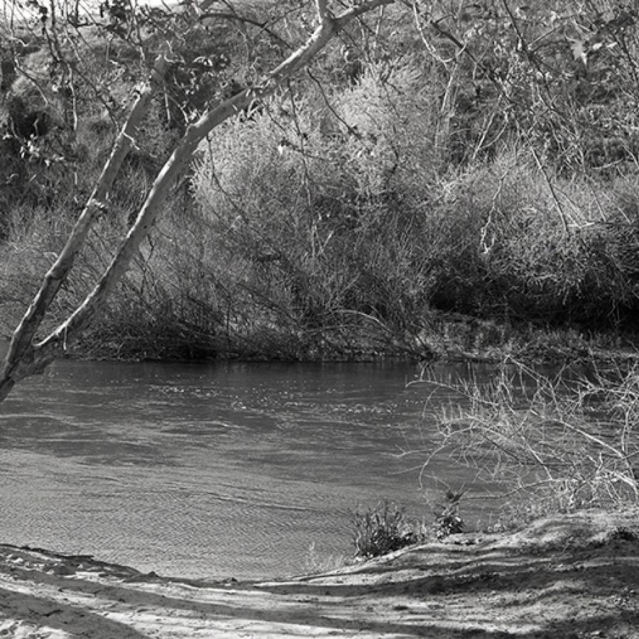 A black and white river bank landscape, with trees arching towards the flowing river and dense shrubbery lining the far bank. 