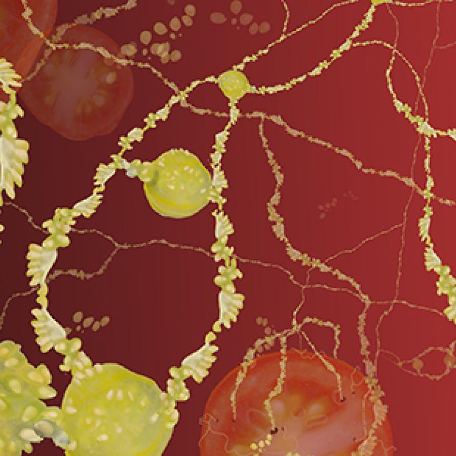 Red background with tomato pieces and yellow strands of vines.