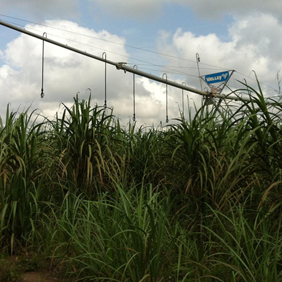 sugarcane field in the foreground with puffy clouds in the blue sky