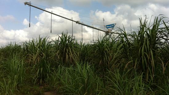 sugarcane field in the foreground with puffy clouds in the blue sky