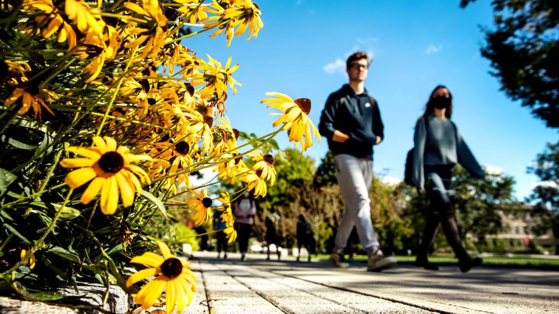 Bright yellow flowers in front of students walking on a sidewalk.