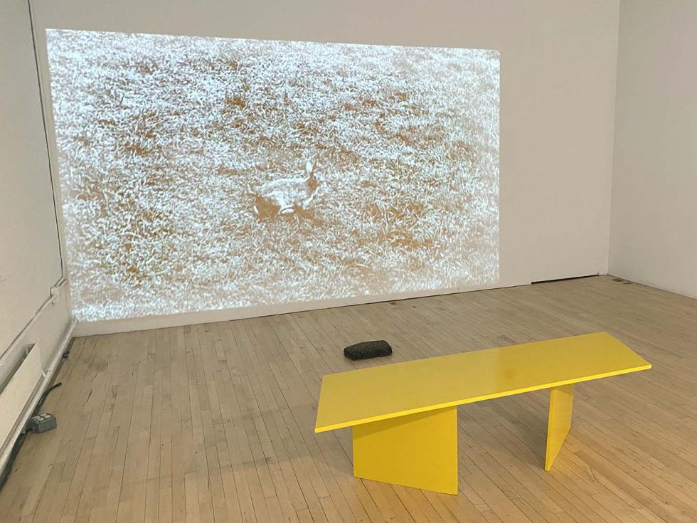 Projection of a black and white rabbit in a field in front of a yellow bench.