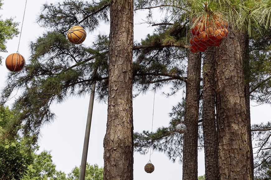 Basketballs strung up in netting and hanging from tall trees.