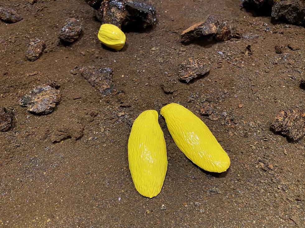 Dirt with rocks and two yellow figures of a walnut and rabbits' ears.