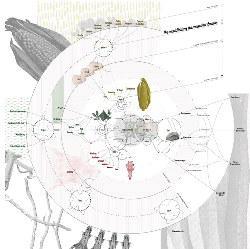 A diagram of corn.