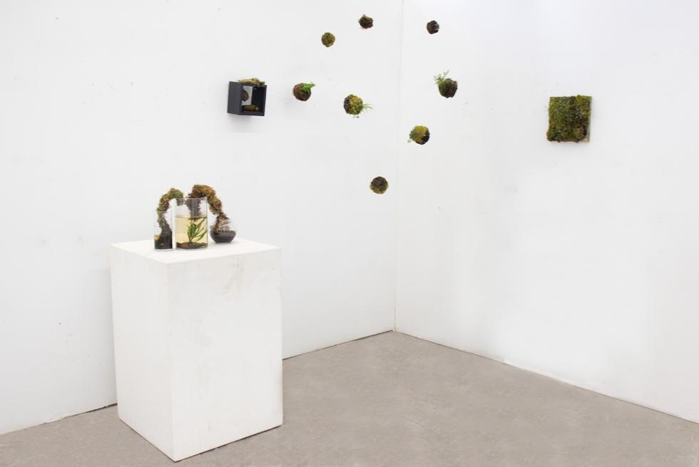 Different forms of moss hanging in front of a white wall, in a square, on a pedestal with water and in a black box.