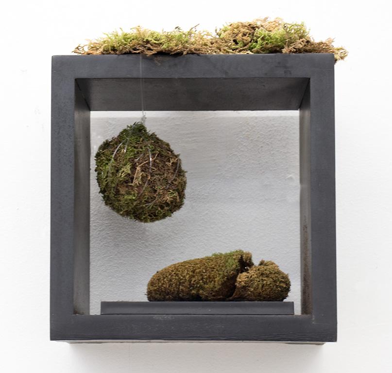 Different forms of dark and light green moss laying down, in a ball hanging in a black box and resting on the bottom.