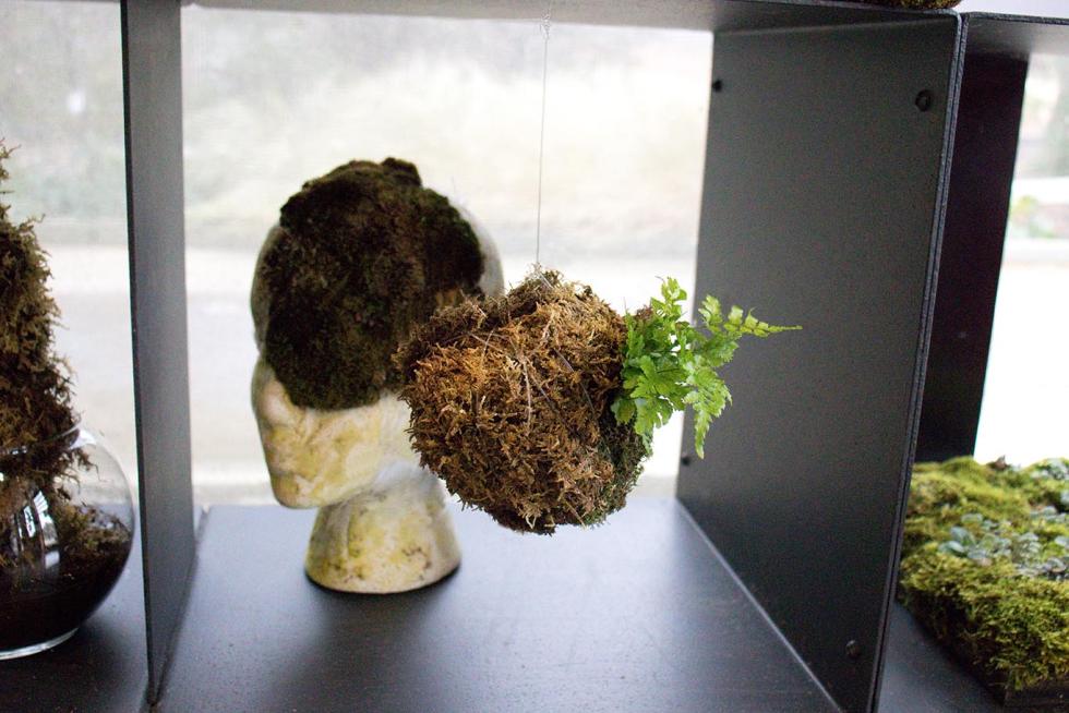 Ball of moss hanging in a black box in front of a styrofoam head with moss growing on one side.