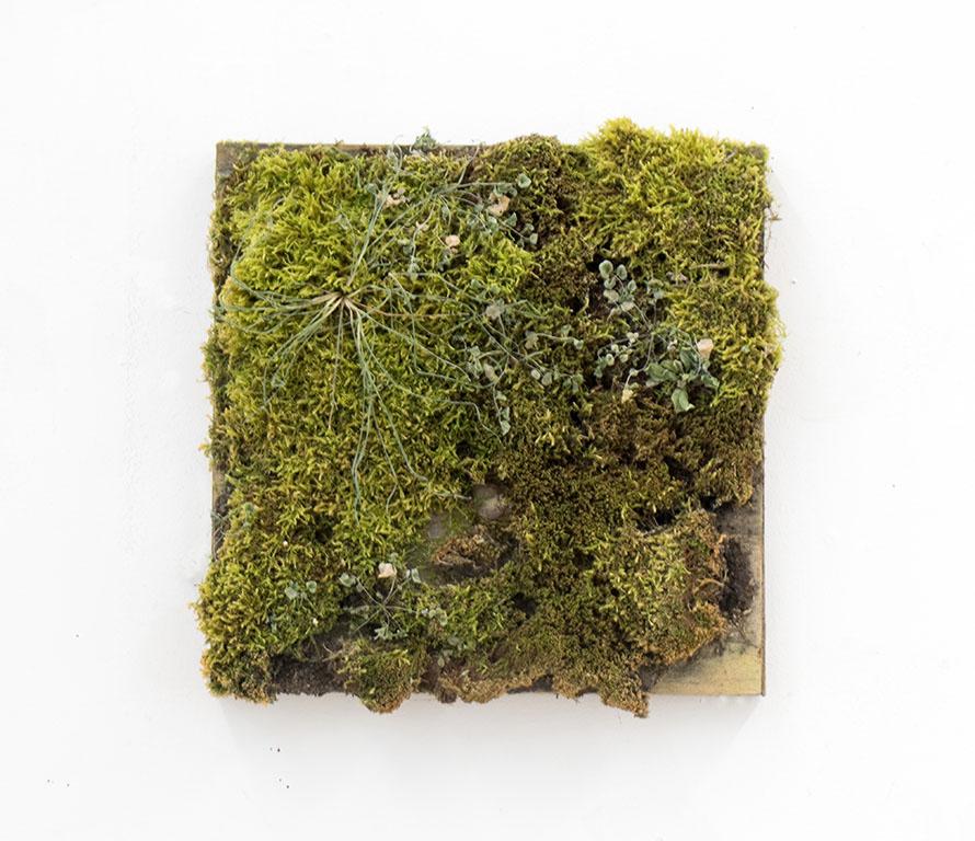 Moss growing on a square piece of wood.