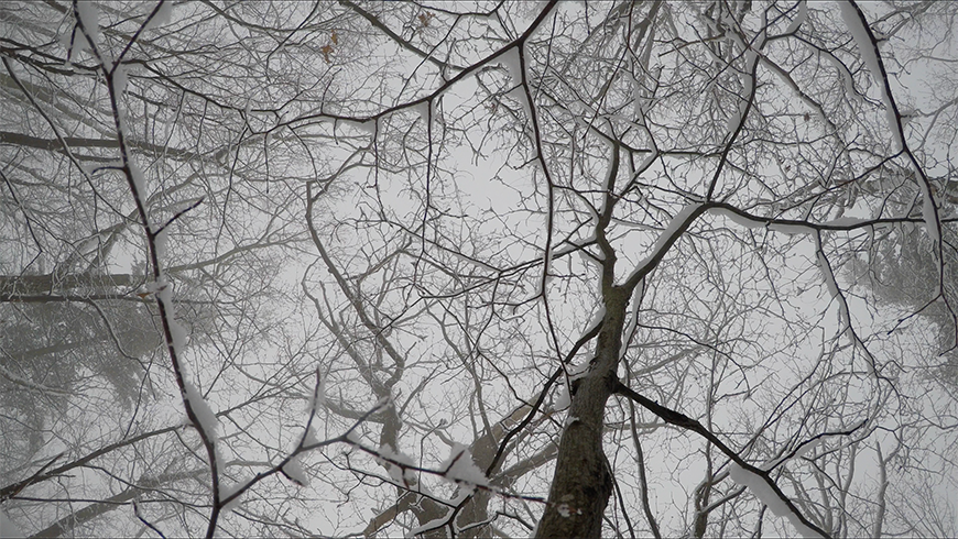 An image of a snow-covered tree without leaves, taken from the perspective of the ground with the camera lens angles upward at the tree's trunk and branches. The sky behind the tree is overcast and foggy. 