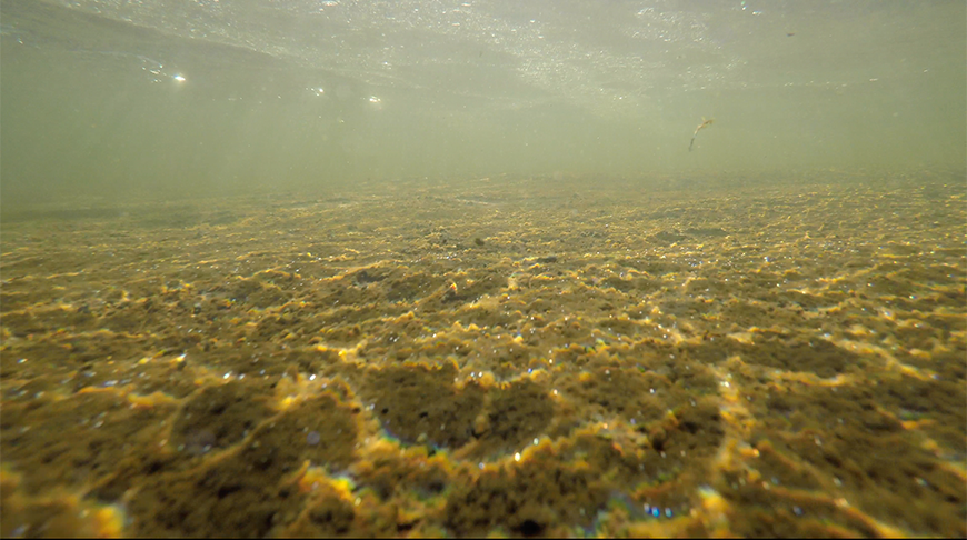 An image of an underwater bank. The water has a green tint and there is nothing visible except the brown sand (or riverbed) and yellow reflections of light through the water. 