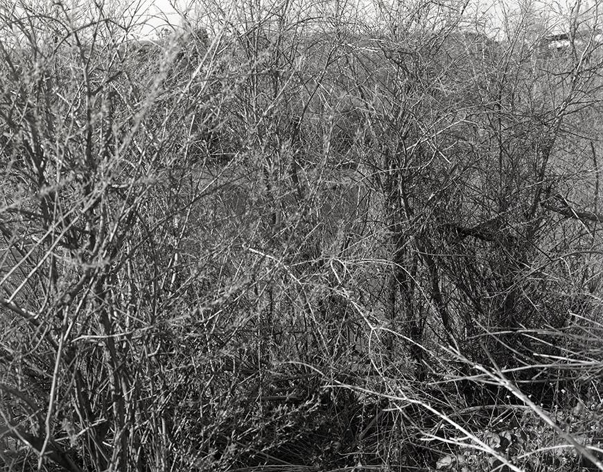 Dense, black and white tree branches, mostly barren and just starting to bud. Through the gaps in the trees are faint glimpses of a river and a hill in the background.