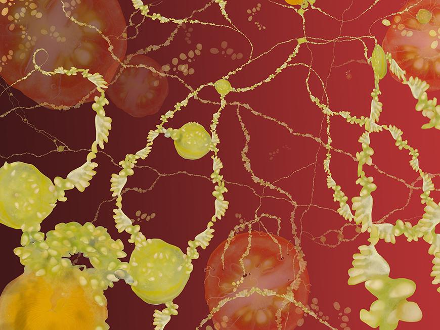 Red background with tomato pieces and yellow strands of vines.