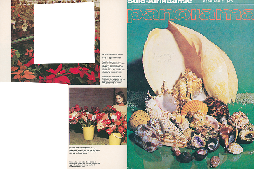 Collage of vintage magazine pages, including a color photo of sea shells and color images of flowers.