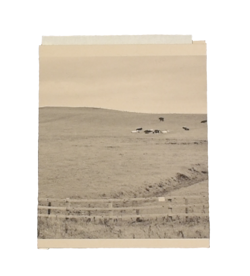 Scanned image of a printed photograph. Printed on cream paper, the sepia photo is of multiple cows grazing in a field, with a wooden fence in the foreground. 