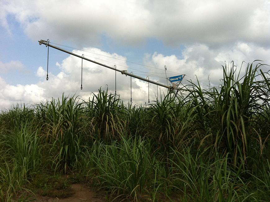 sugarcane field in the foreground with puffy clouds in the blue sky